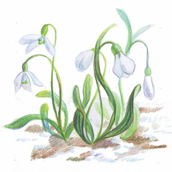 Рис подснежника узколистного