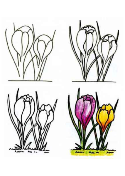 Поэтапное рисование весенних цветов