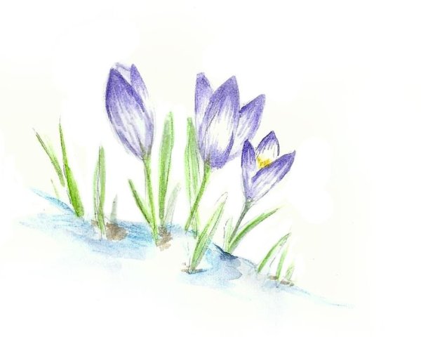 Крокус скетч акварель