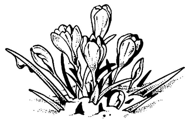 Подснежник раскраска