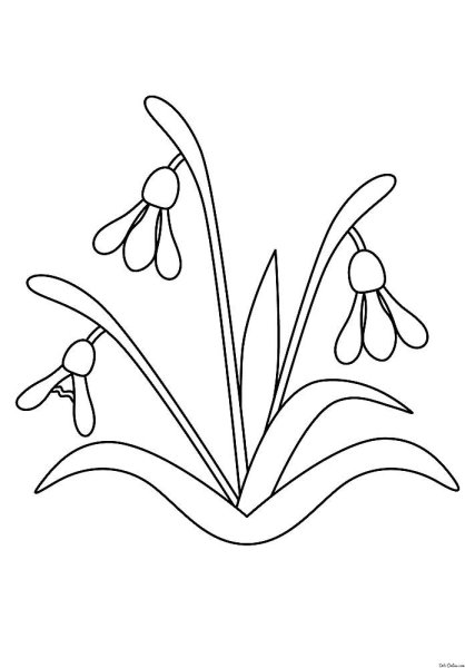 Подснежник узколистный раскраска