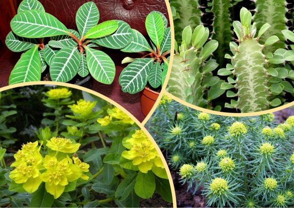 Молочай Euphorbia seguieriana