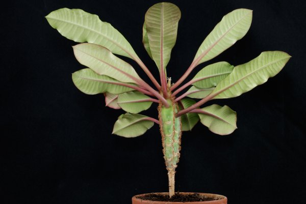 Молочай leuconeura