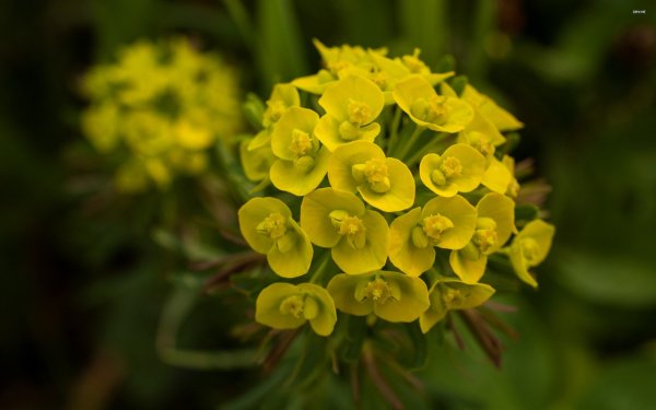 Молочай Оштенский