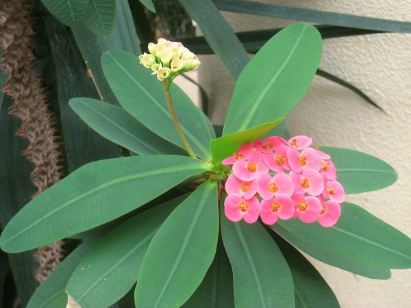 Эуфорбия молочай