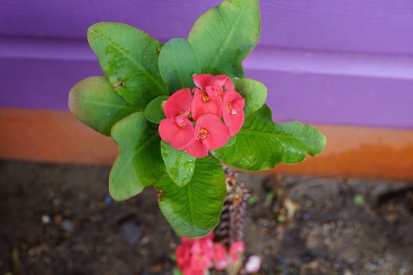 Молочай миля красный