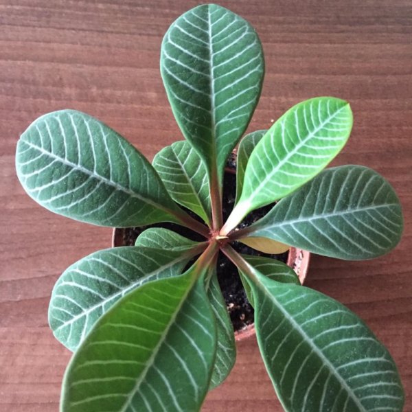 Молочай беложильчатый