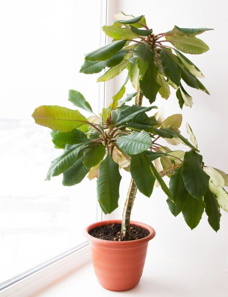 Молочай сегиеров