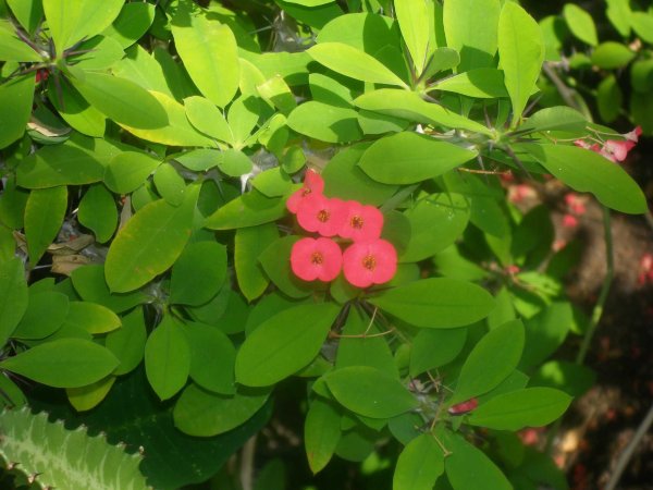 Молочай беложильчатый