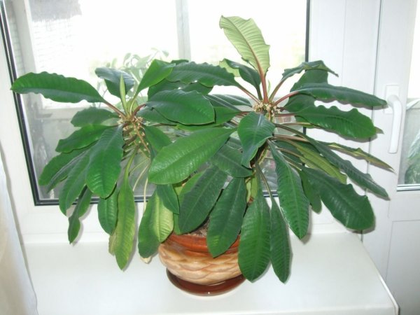 Молочай Лиана