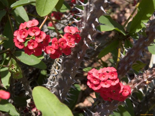 Молочай миля вариегатная