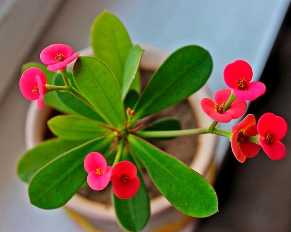 Цветок эуфорбия миля