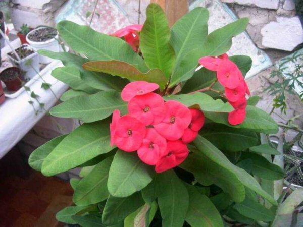 Молочай цветок