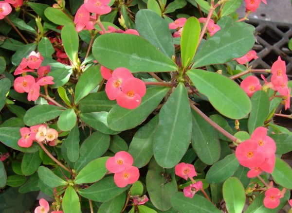 Молочай растение