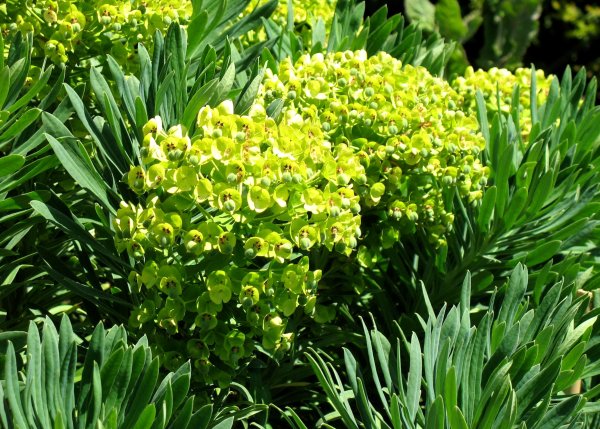 Молочай (Euphorbia)