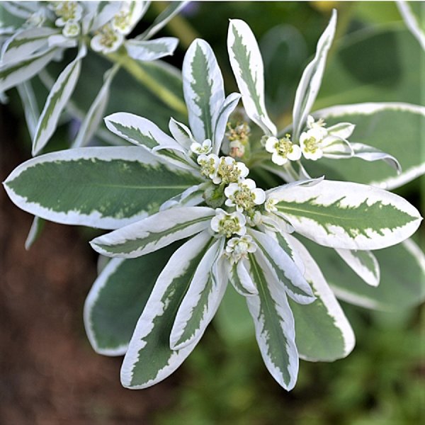 Молочай (Euphorbia)