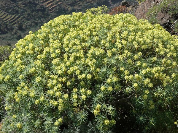 Эуфорбия миля