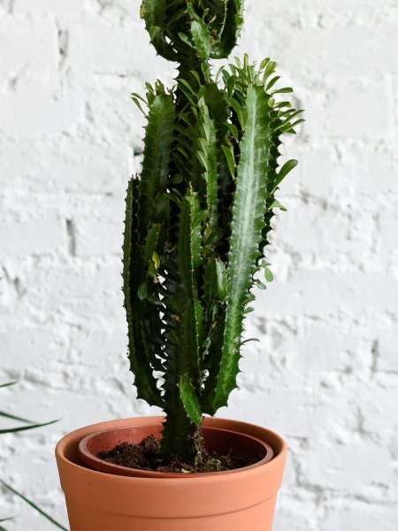 Цветок эуфорбия миля