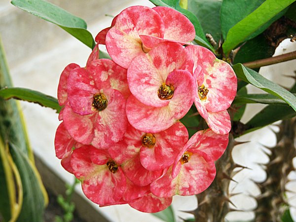 Эуфорбия молочай беложильчатый