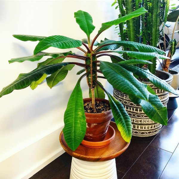 Молочай синадениум