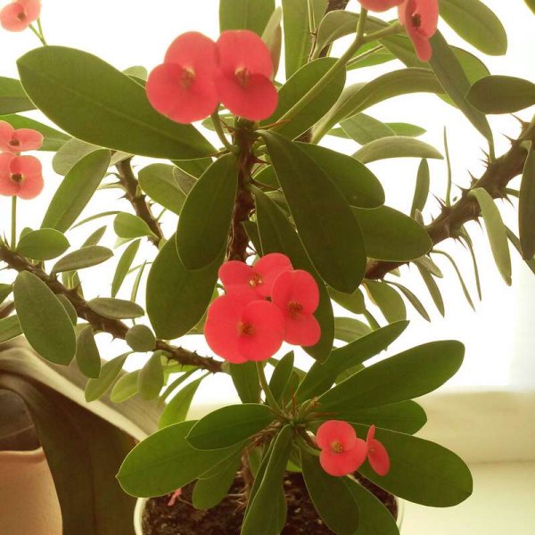 Молочай длиннорогий