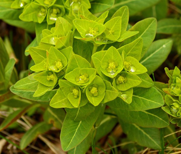 Молочай беложильчатый (Euphorbia leuconeura)