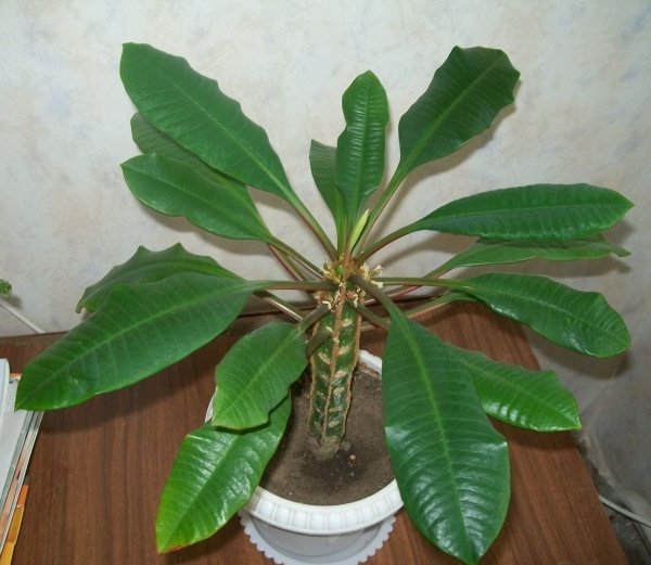 Эуфорбия молочай