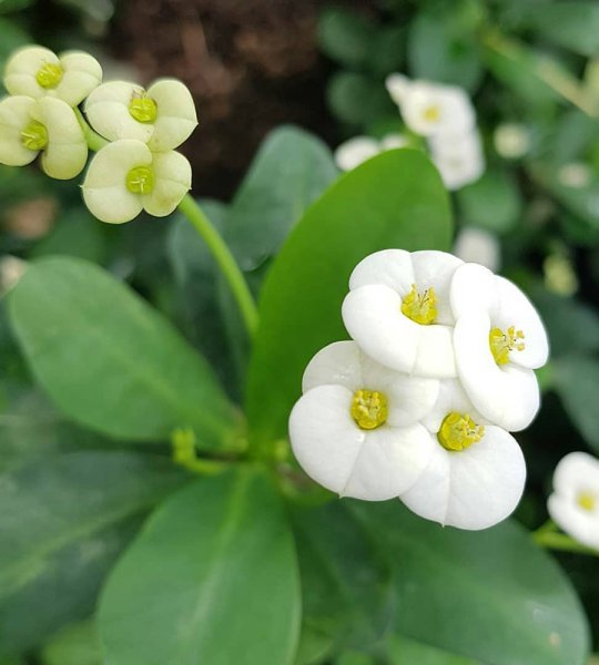 Молочай гребенчатореберный Euphorbia lophogona