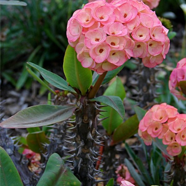 Молочай великолепный