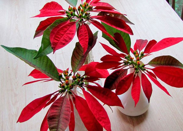 Молочай беложильчатый