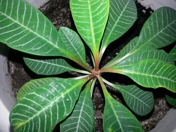 Молочай кипарисовидный