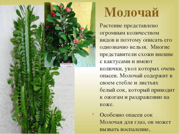 Молочай миртолистный