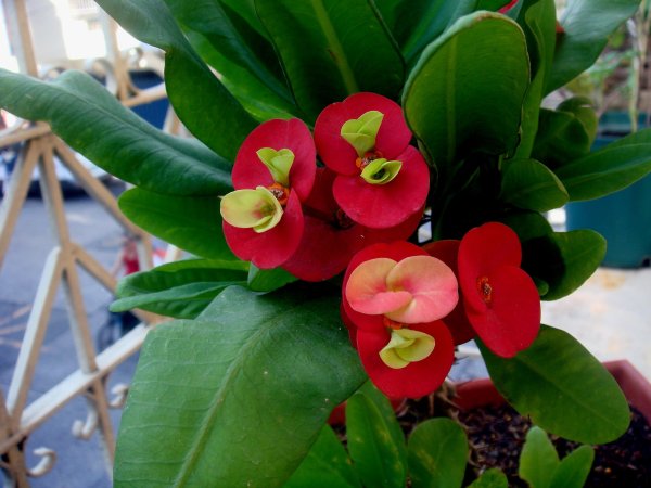 Молочай дикий Луговой