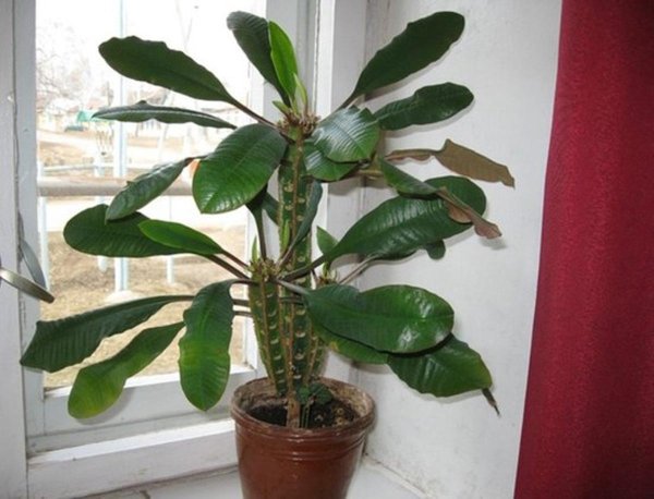 Эуфорбия молочай