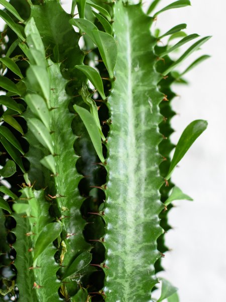 Молочай канделябровый