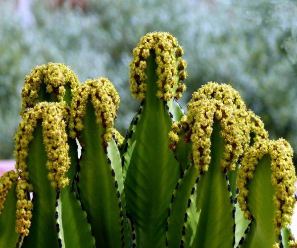 Эуфорбия молочай