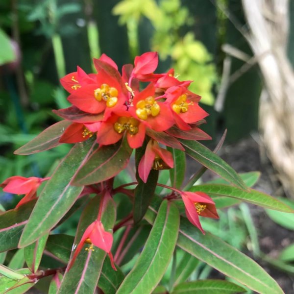 Молочай авасмонтана