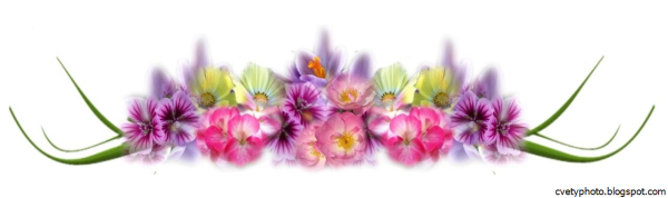 Цветы полоска