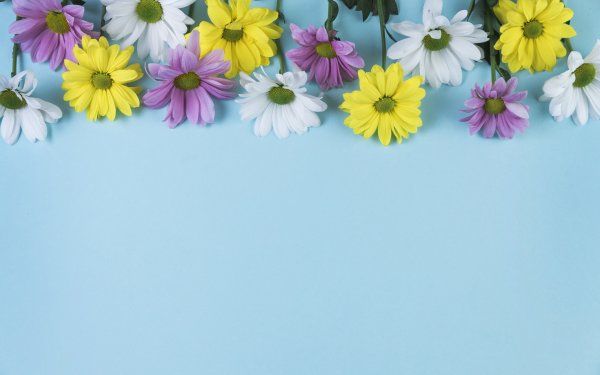 Фон ромашки