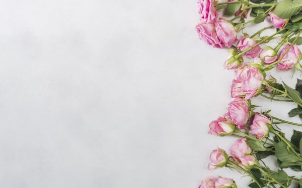 Фон розы в углу