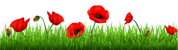 Маковое поле на прозрачном фоне