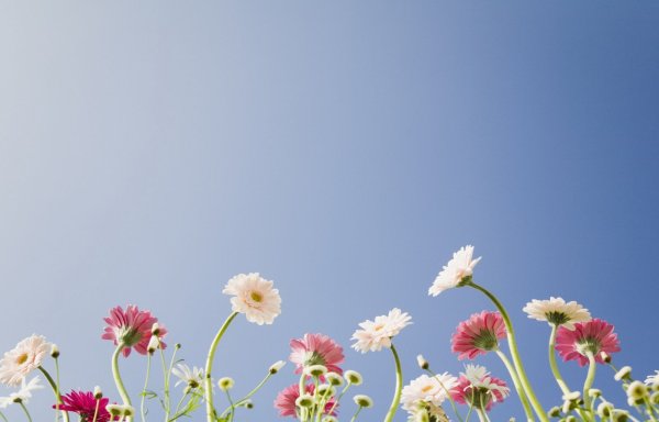 Панорамный фон с цветами