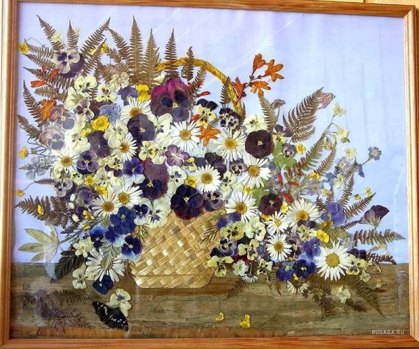 Ошибана Павлин