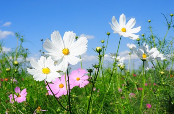 Природа цветы
