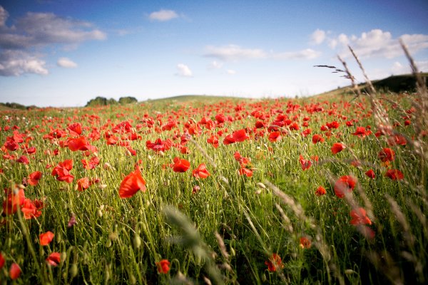 Цветущая степь