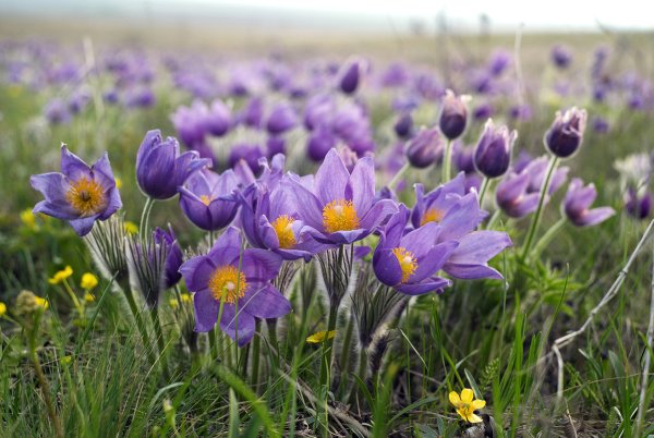 Сон трава Оренбургской области