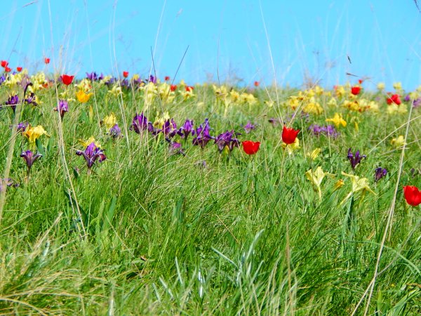 Хомутовская степь растения