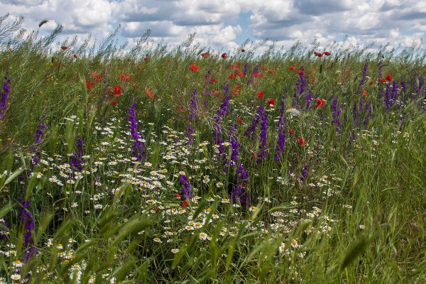 Разнотравно злаковые степи