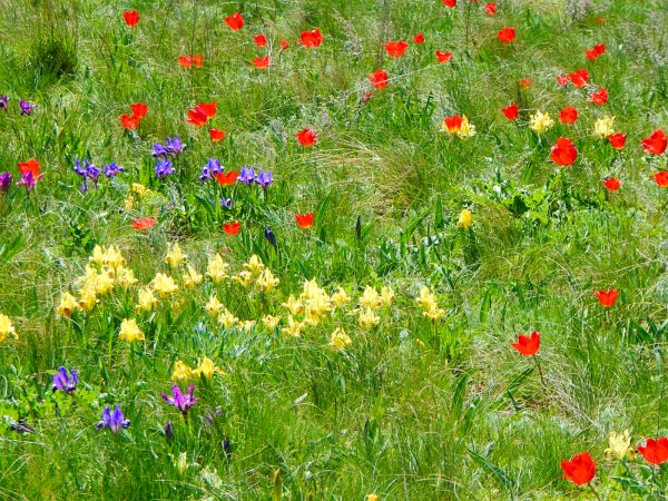 Причерноморская степь растения