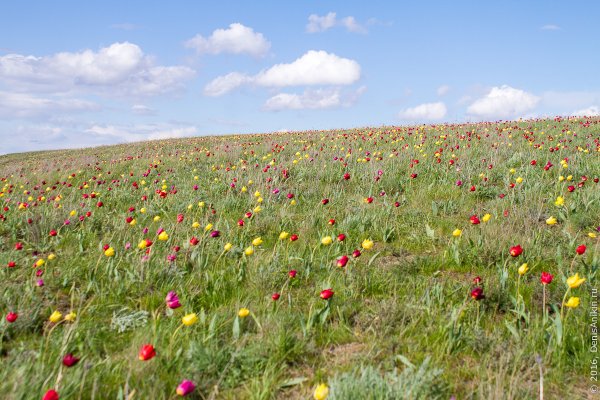 Куриловская Тюльпанная степь